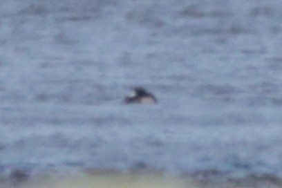 Greater/Lesser Scaup - ML619604489