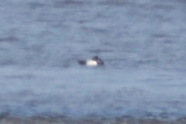 Greater/Lesser Scaup - ML619604490