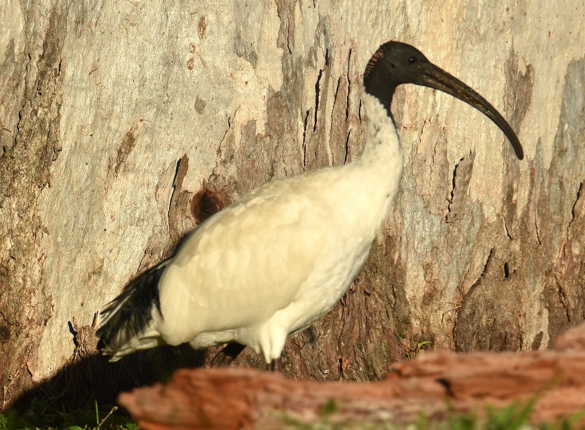 ibis australský - ML619604525