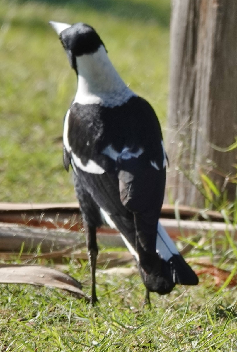 Australian Magpie (Black-backed) - ML619604547