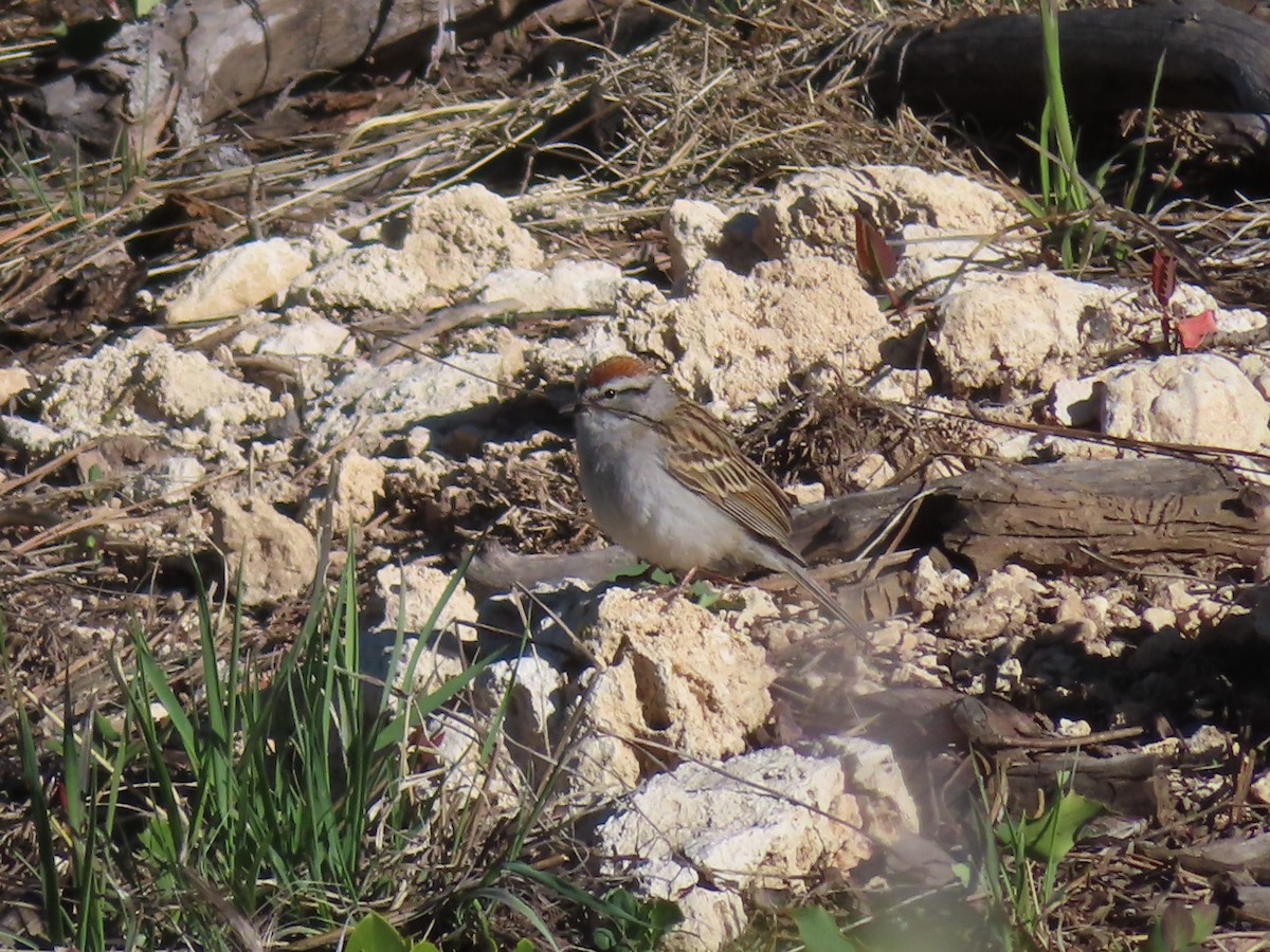 Chipping Sparrow - ML619604570