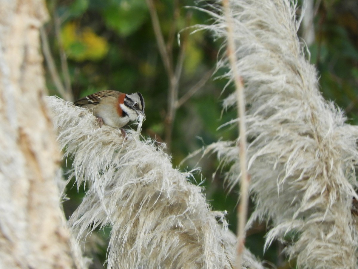 Rufous-collared Sparrow - ML619604657