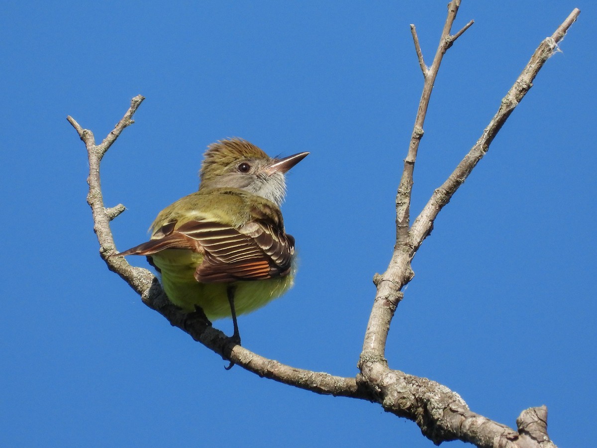 Great Crested Flycatcher - ML619604693