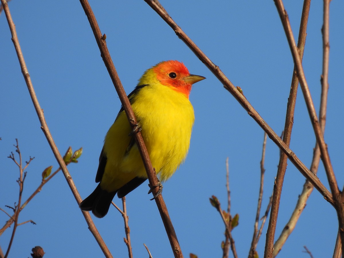 Western Tanager - ML619604763