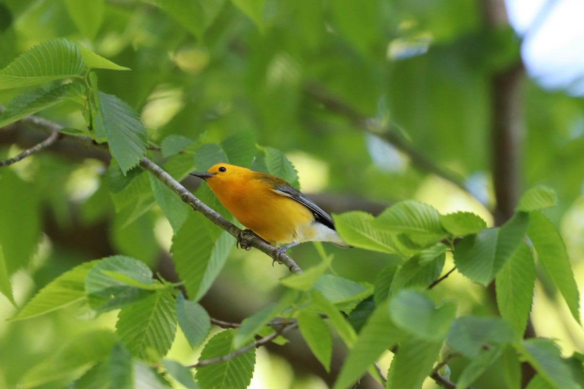 Prothonotary Warbler - ML619604786