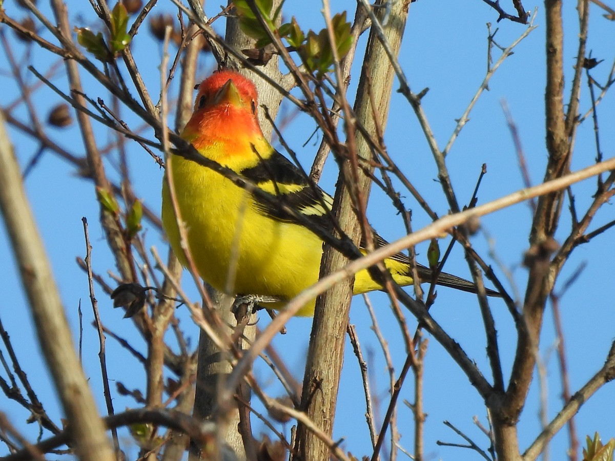 Western Tanager - ML619604871