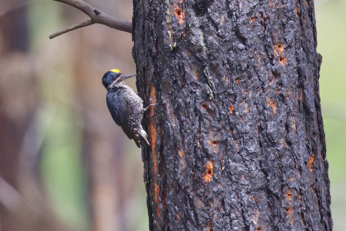 Black-backed Woodpecker - ML619604878