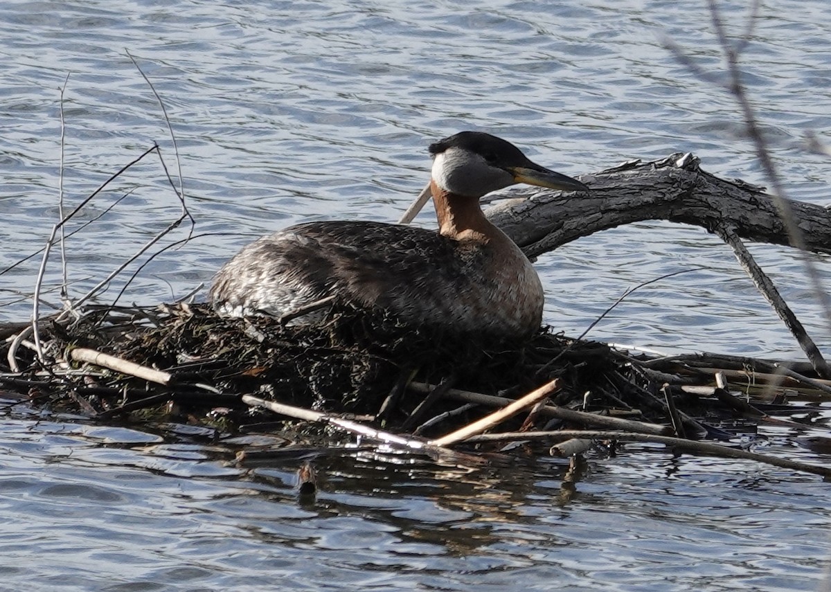 Red-necked Grebe - ML619604887