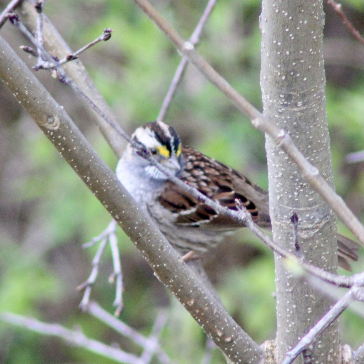 White-throated Sparrow - ML619604925