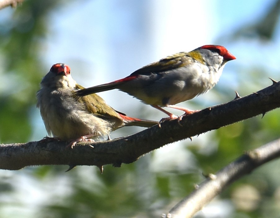 Red-browed Firetail - ML619604985