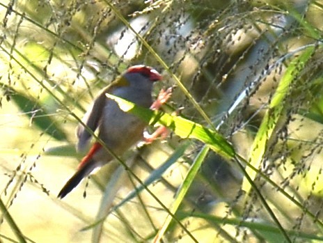 Red-browed Firetail - ML619604987