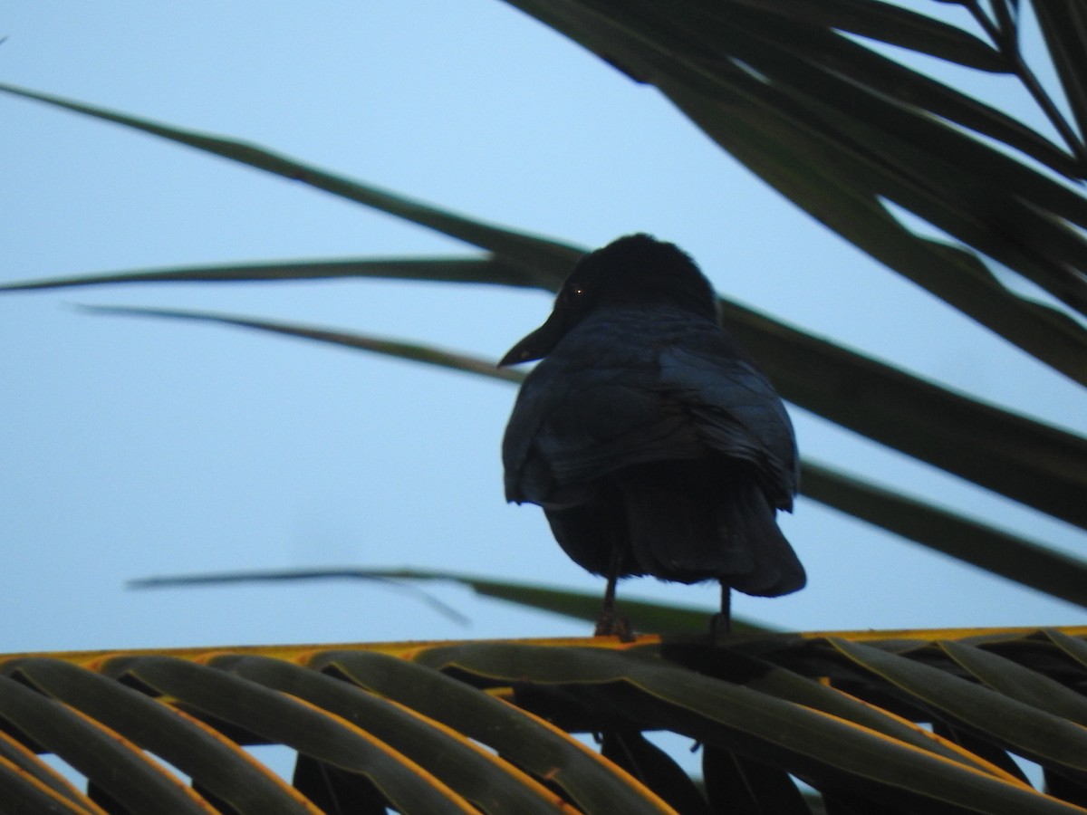 Sinaloa Crow - ML619605078