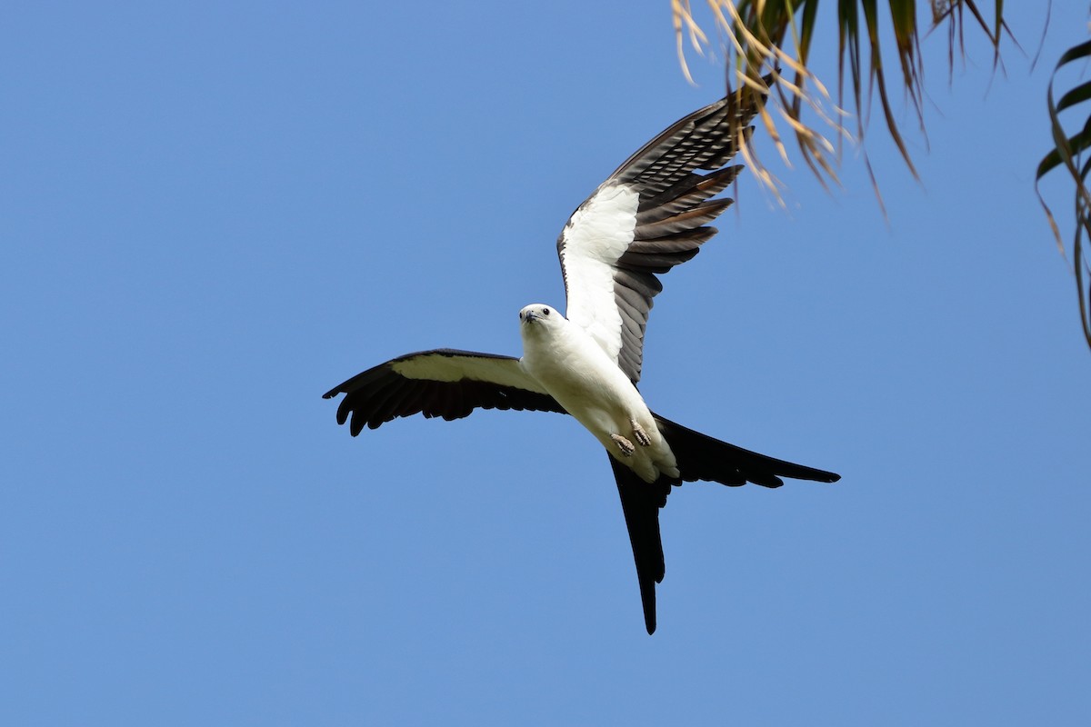 Swallow-tailed Kite - ML619605084