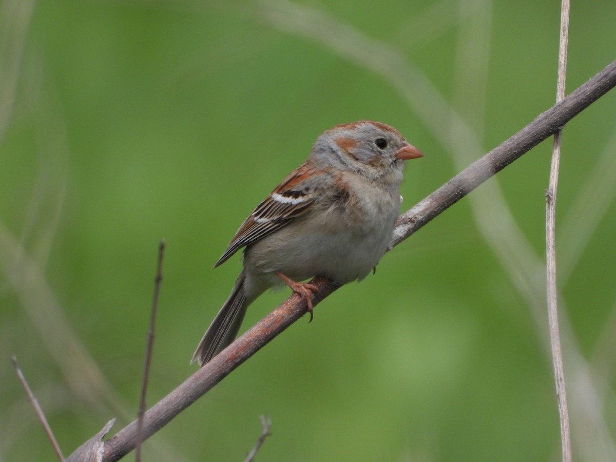 Field Sparrow - ML619605112
