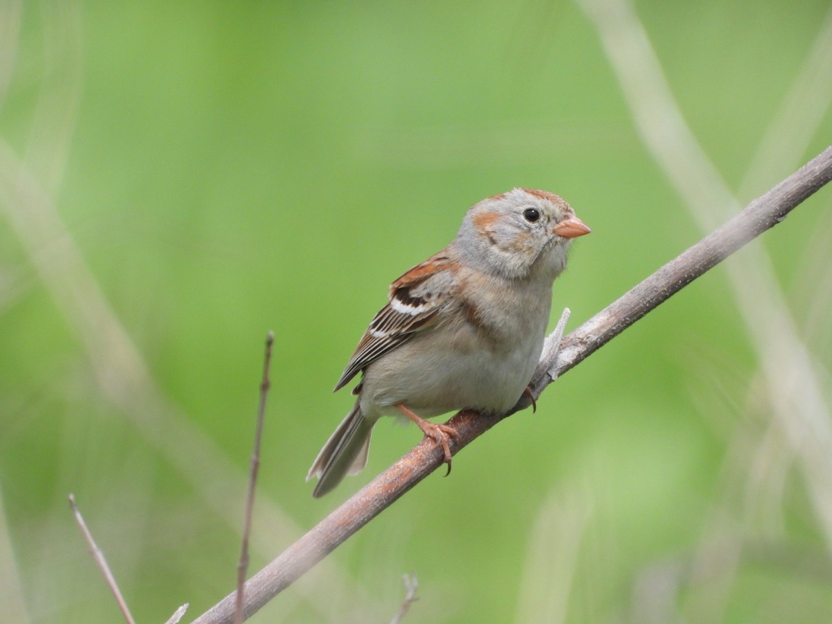 Field Sparrow - ML619605113