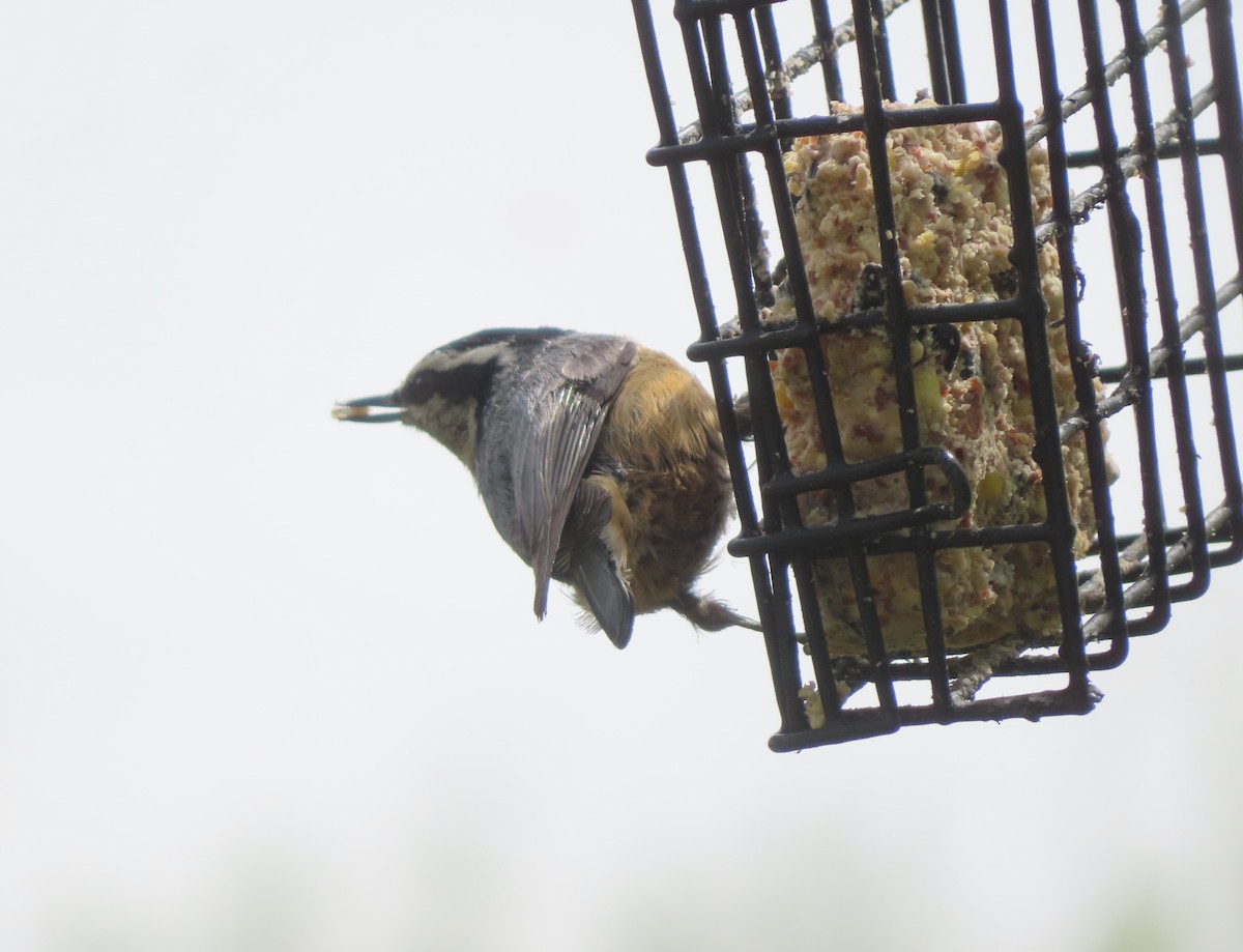 Red-breasted Nuthatch - ML619605168