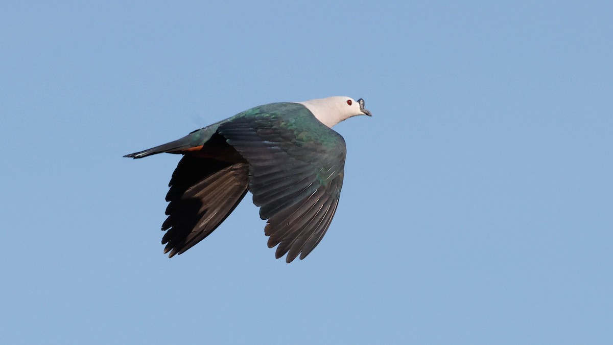 Pacific Imperial-Pigeon - ML619605179