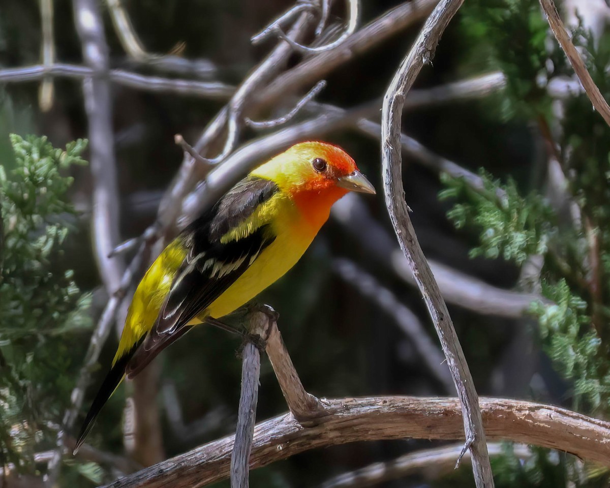 Western Tanager - ML619605201