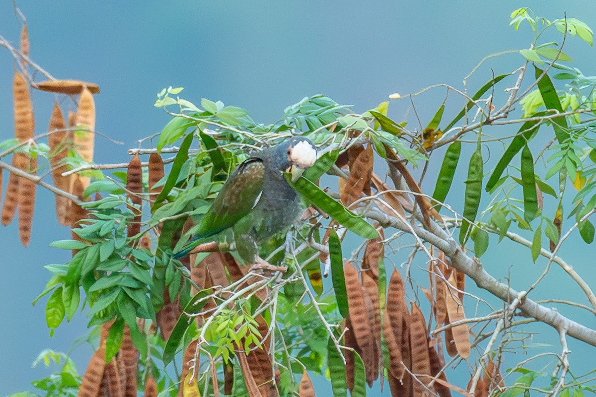White-crowned Parrot - ML619605250
