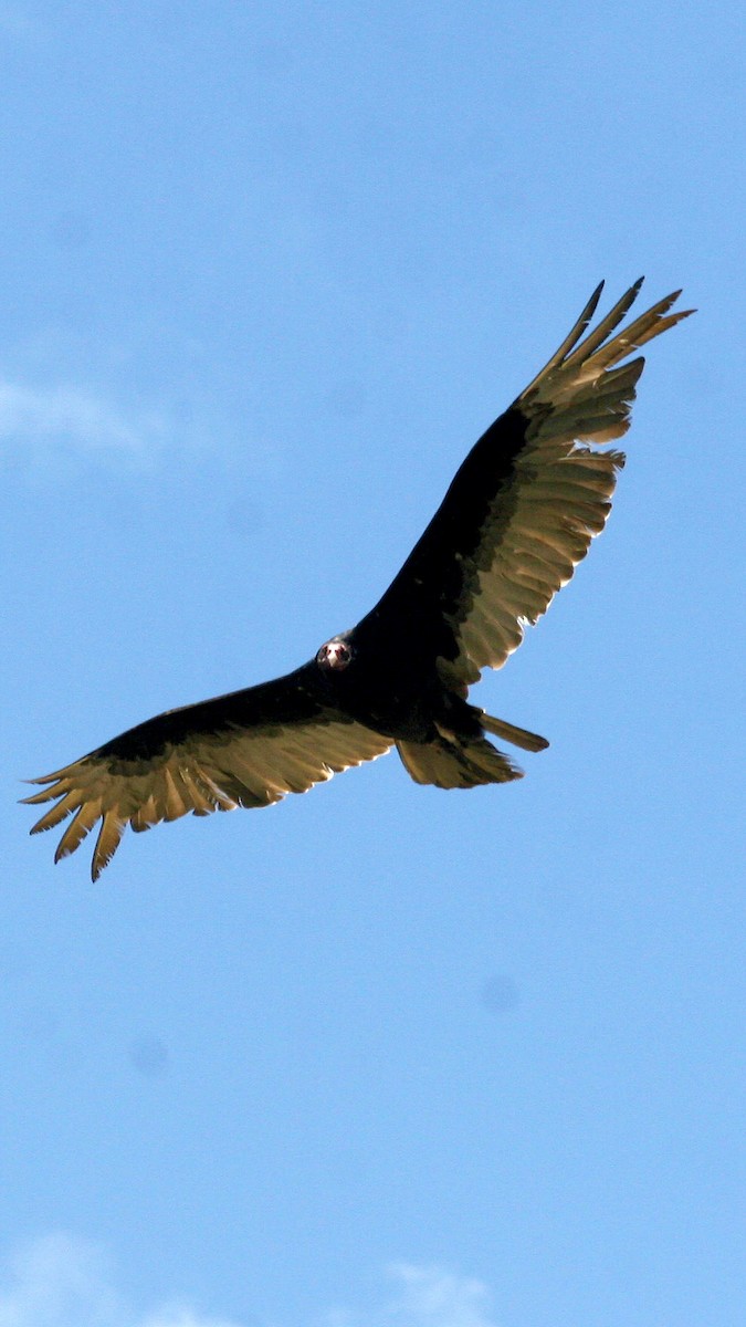 Turkey Vulture - ML619605287
