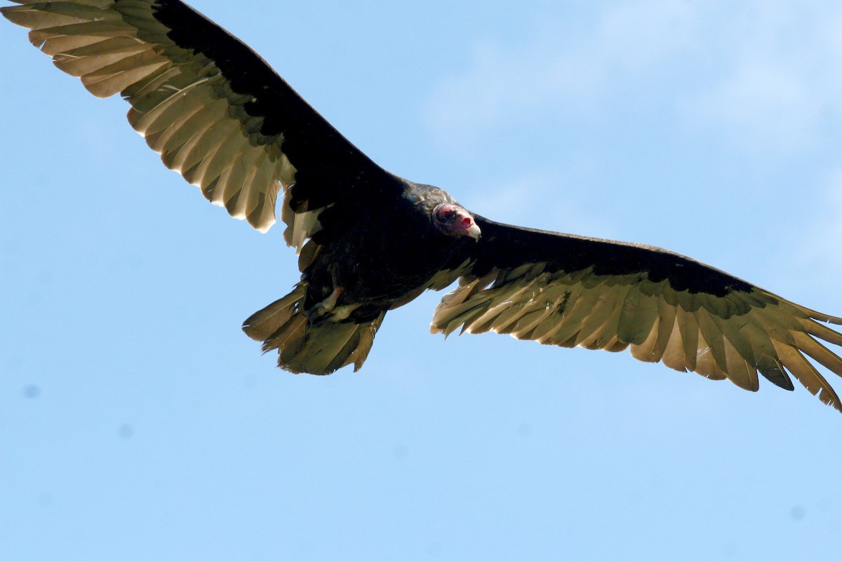 Turkey Vulture - ML619605288