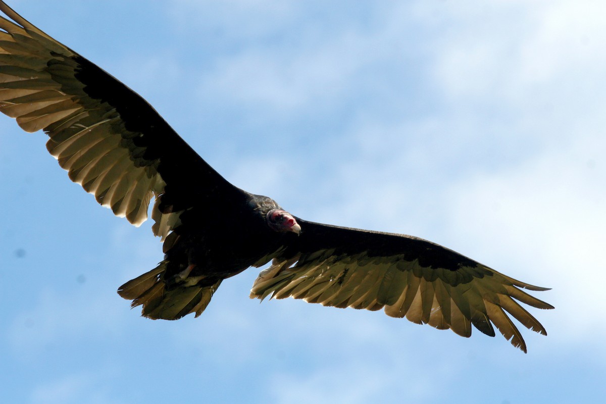Turkey Vulture - ML619605289