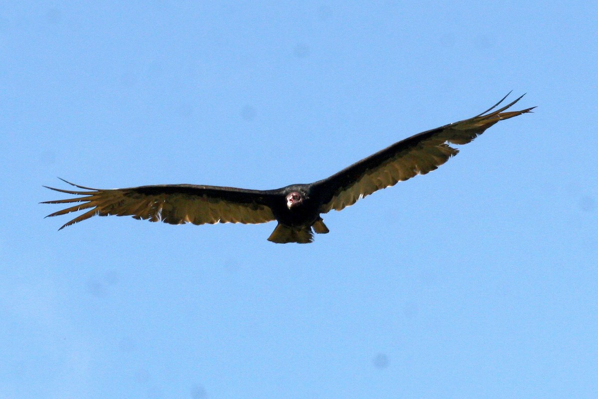 Turkey Vulture - ML619605291