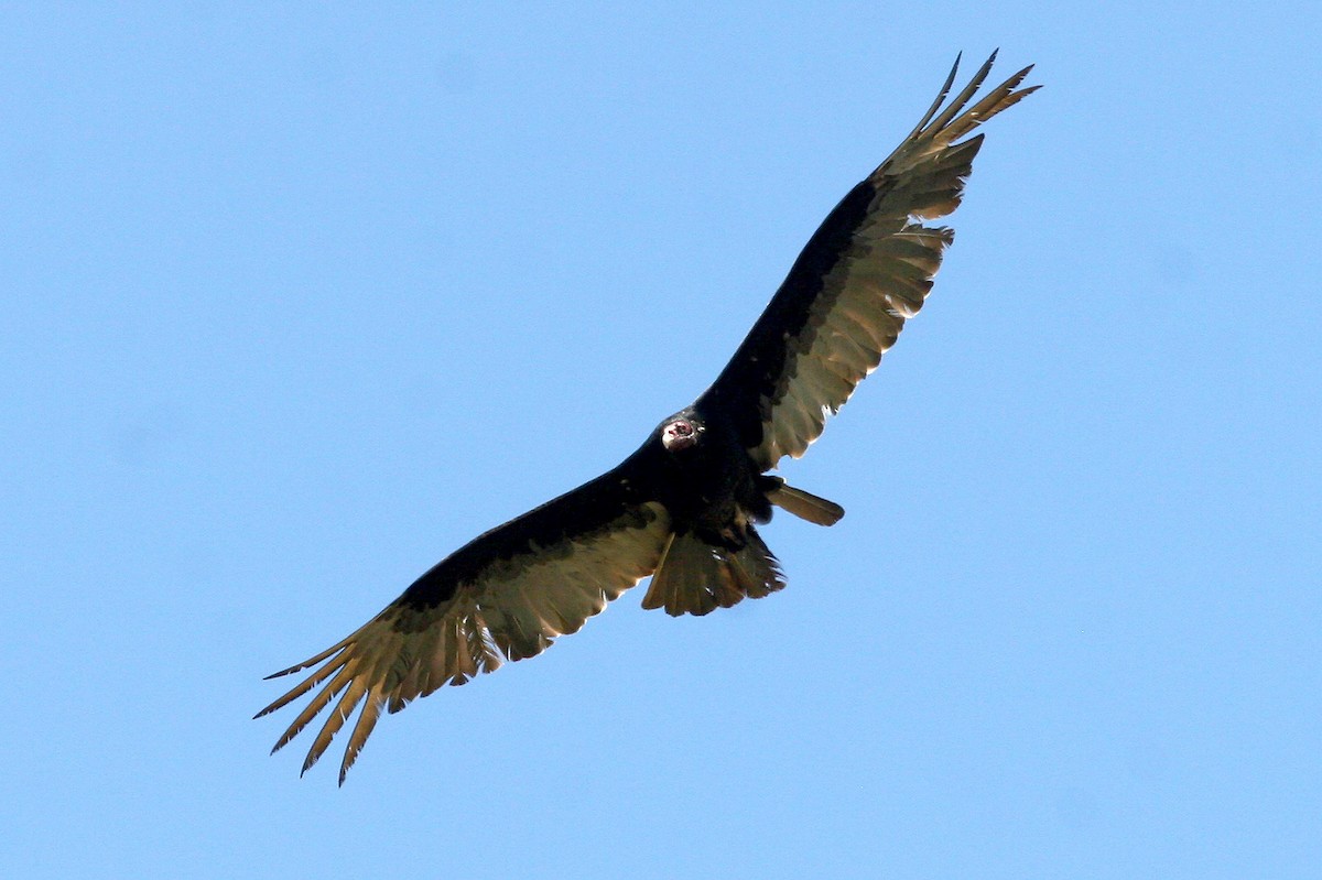 Turkey Vulture - ML619605292