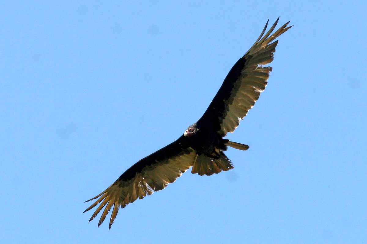 Turkey Vulture - ML619605293