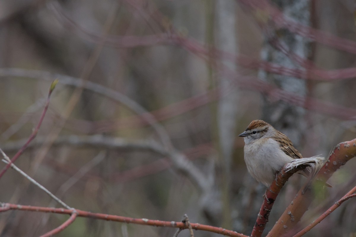 Chipping Sparrow - ML619605307