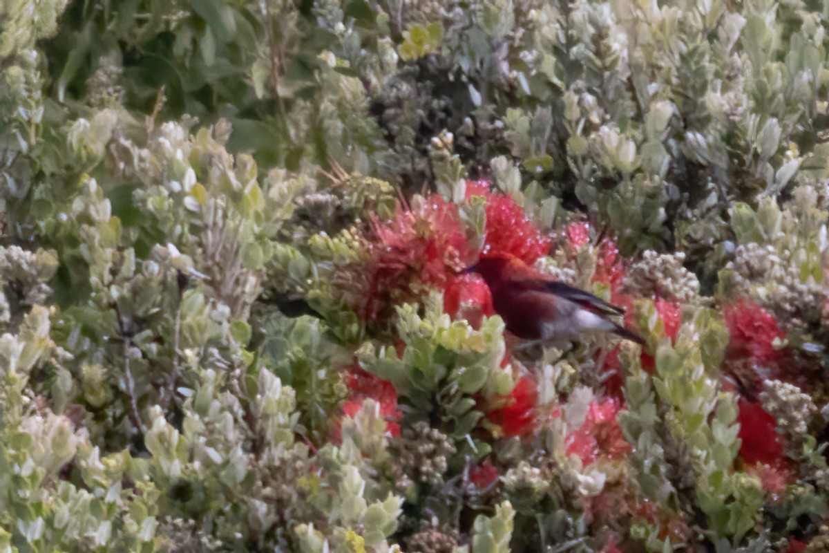 Apapanekleidervogel - ML619605334