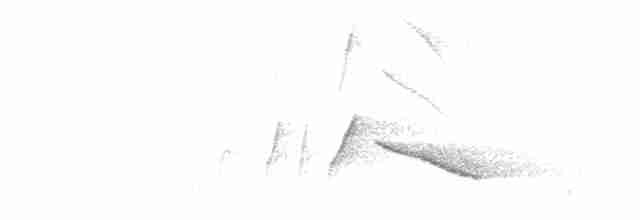 Ak Kulaklı Sibya - ML619605337