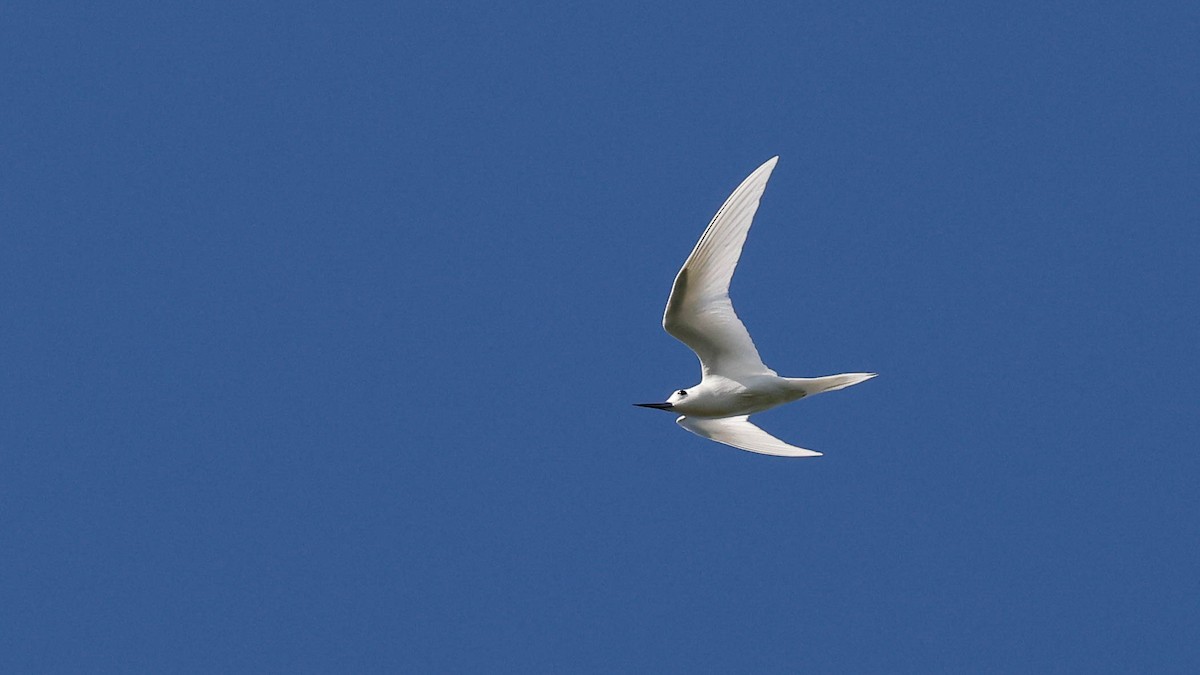 White Tern - ML619605360