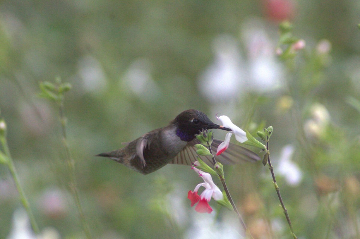 Black-chinned Hummingbird - ML619605364