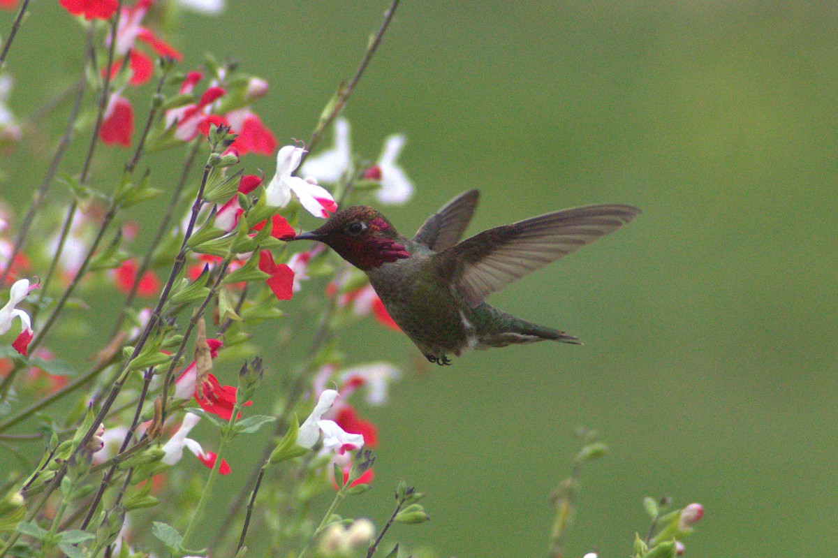 Anna's Hummingbird - ML619605365