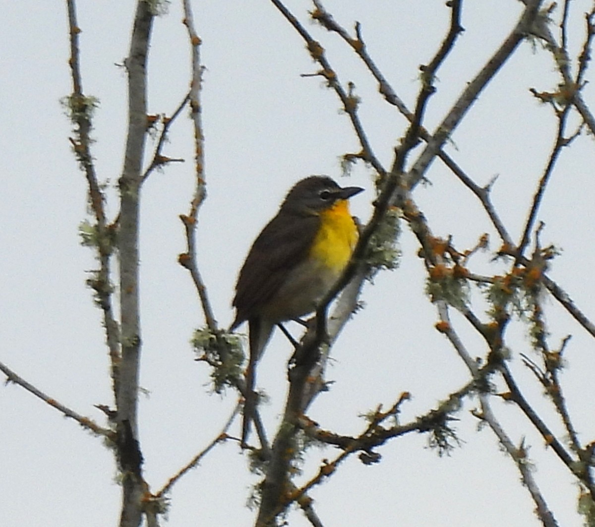 Yellow-breasted Chat - ML619605411