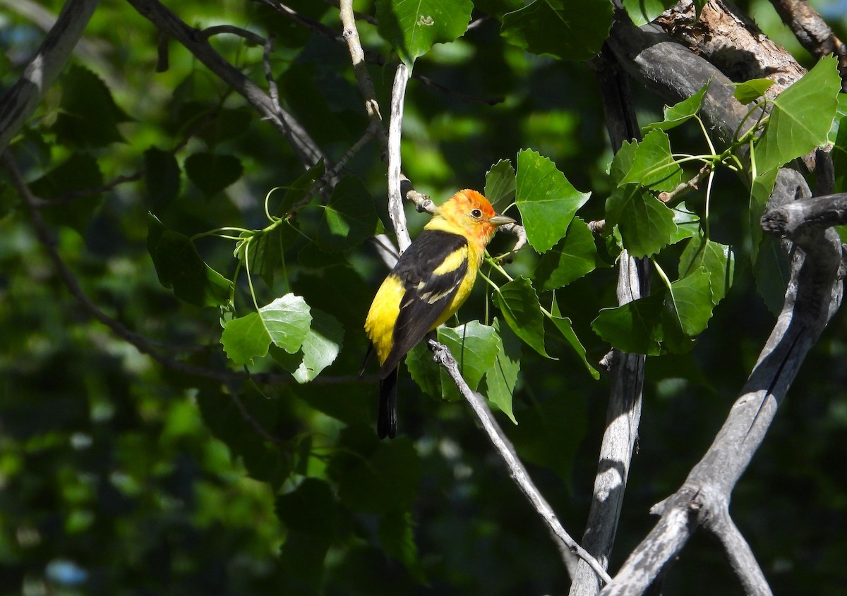Western Tanager - ML619605416
