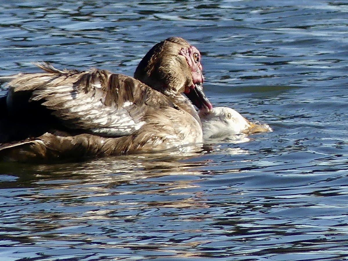 Muscovy Duck (Domestic type) - ML619605455