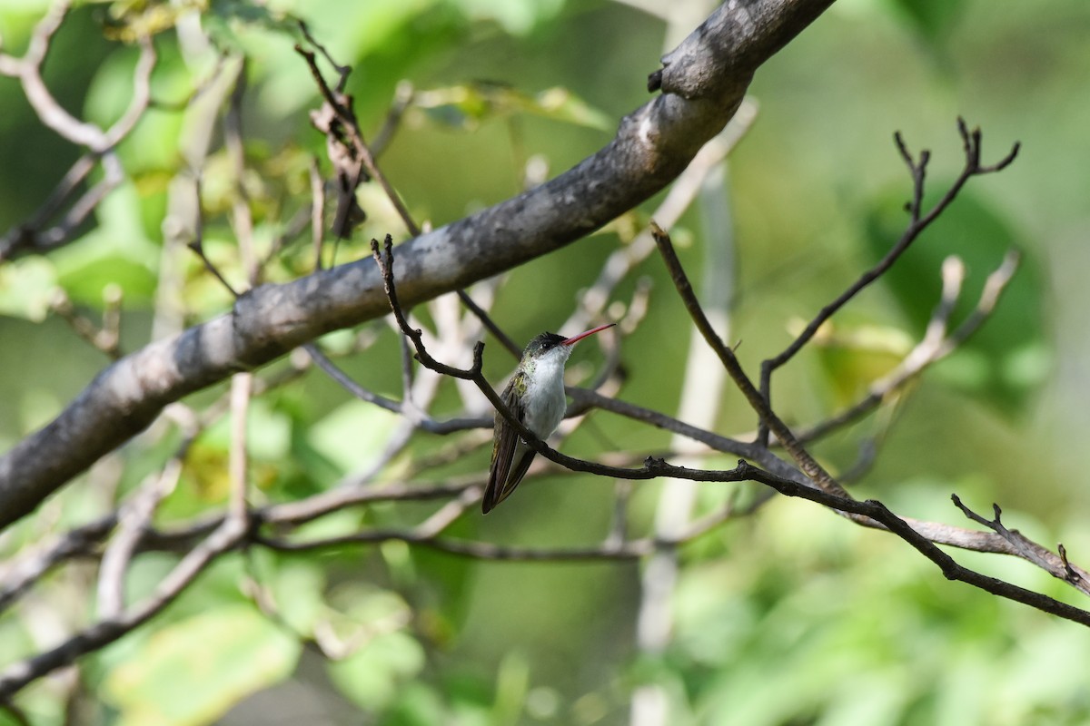 Amazilia Frentiverde (viridifrons) - ML619605458