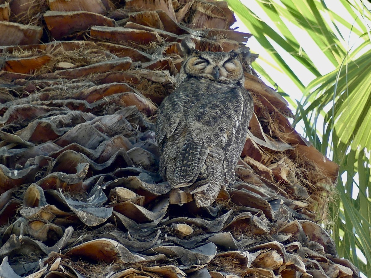Great Horned Owl - ML619605484