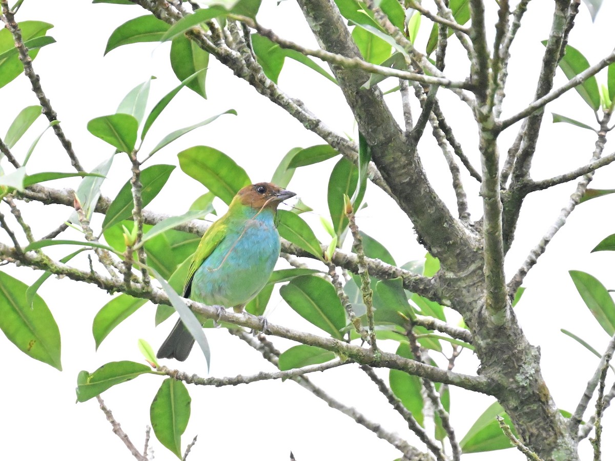 Bay-headed Tanager - ML619605511