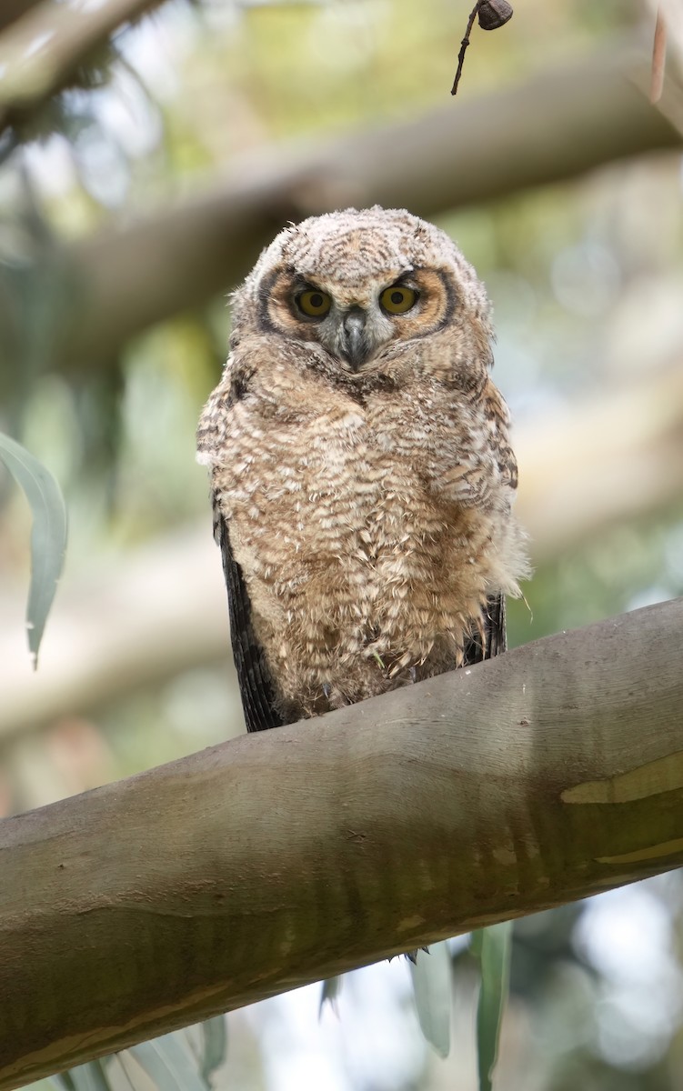 Great Horned Owl - ML619605515