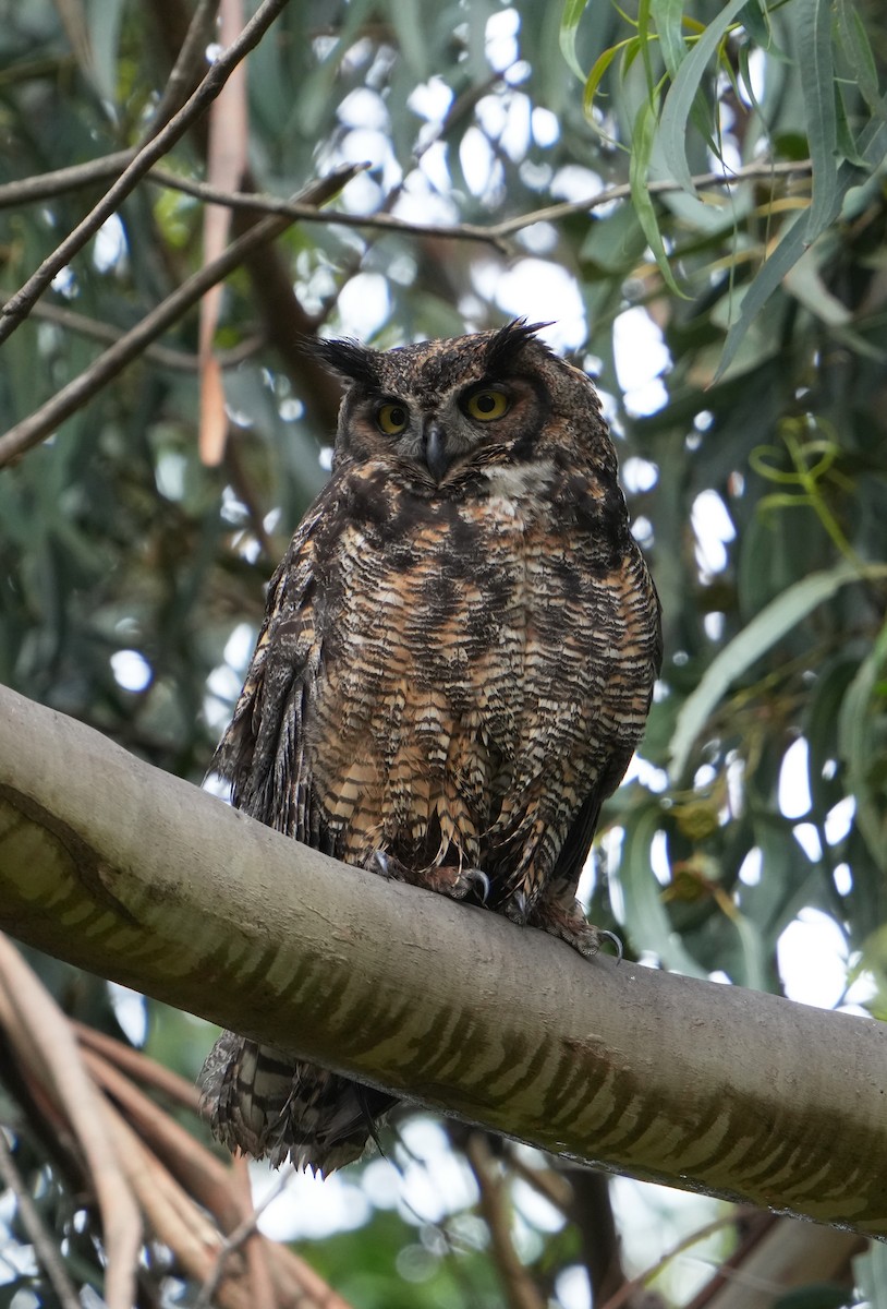 Great Horned Owl - ML619605520