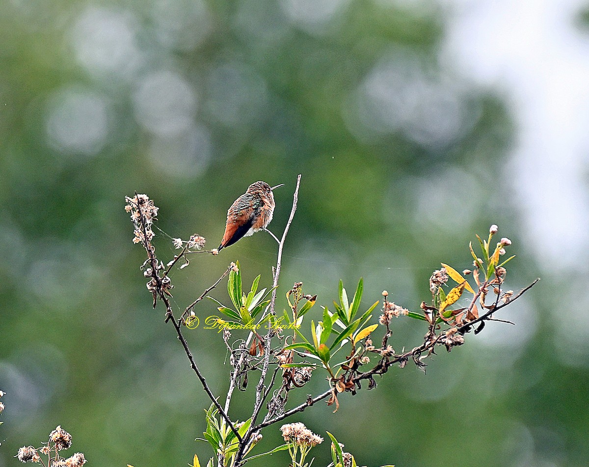 Allen's Hummingbird - ML619605528