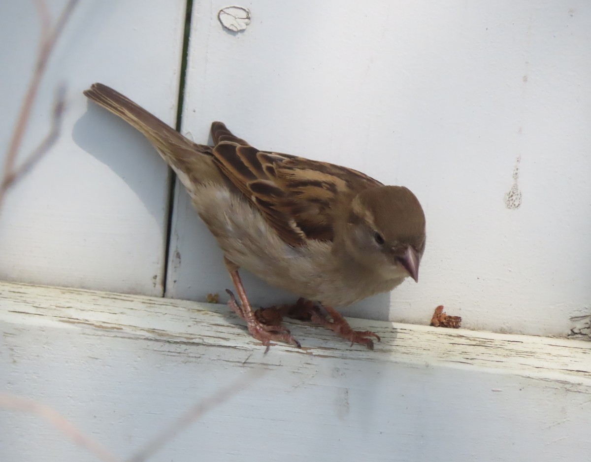 House Sparrow - ML619605552