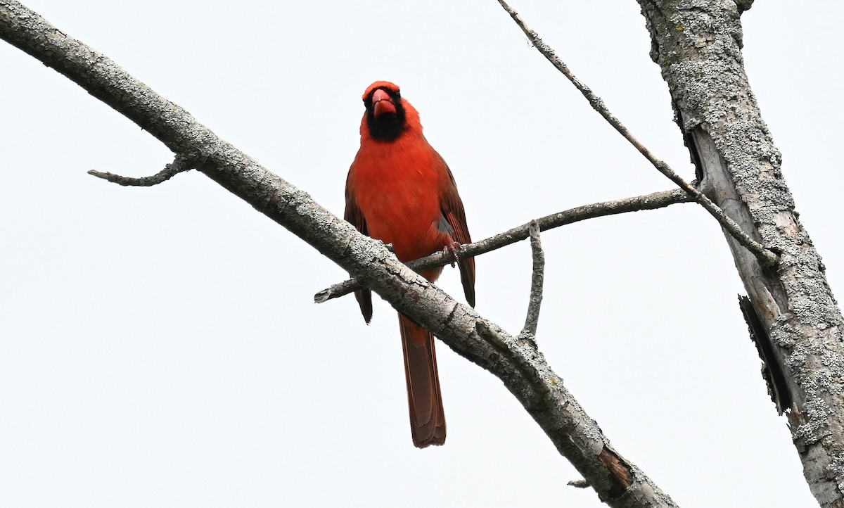 Cardinal rouge - ML619605570