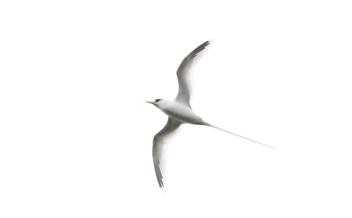 Weißschwanz-Tropikvogel - ML619605600