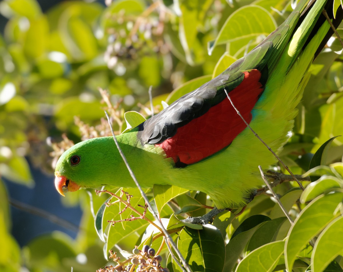 Папужець-червонокрил австралійський - ML619605608