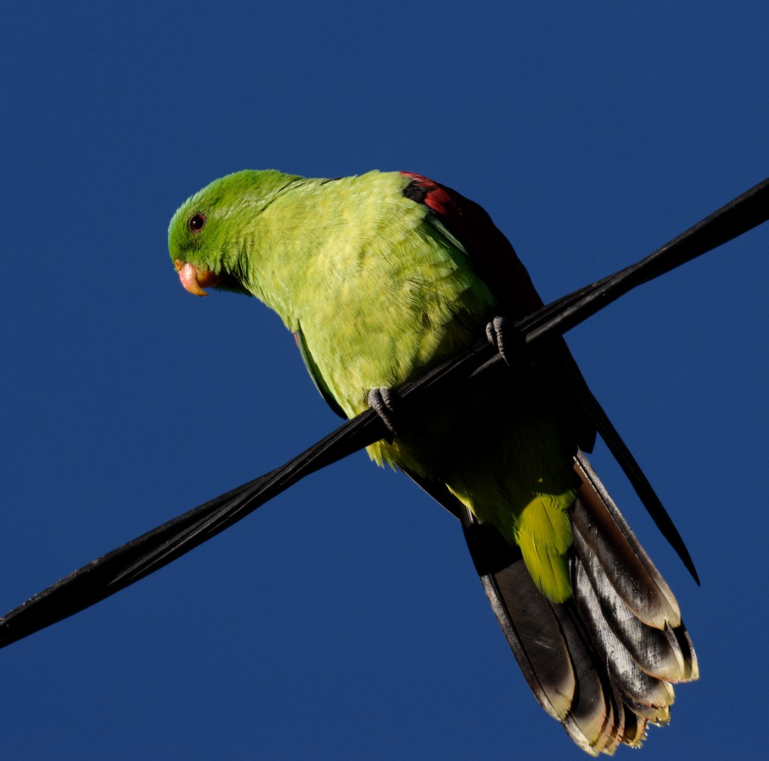 Red-winged Parrot - ML619605609