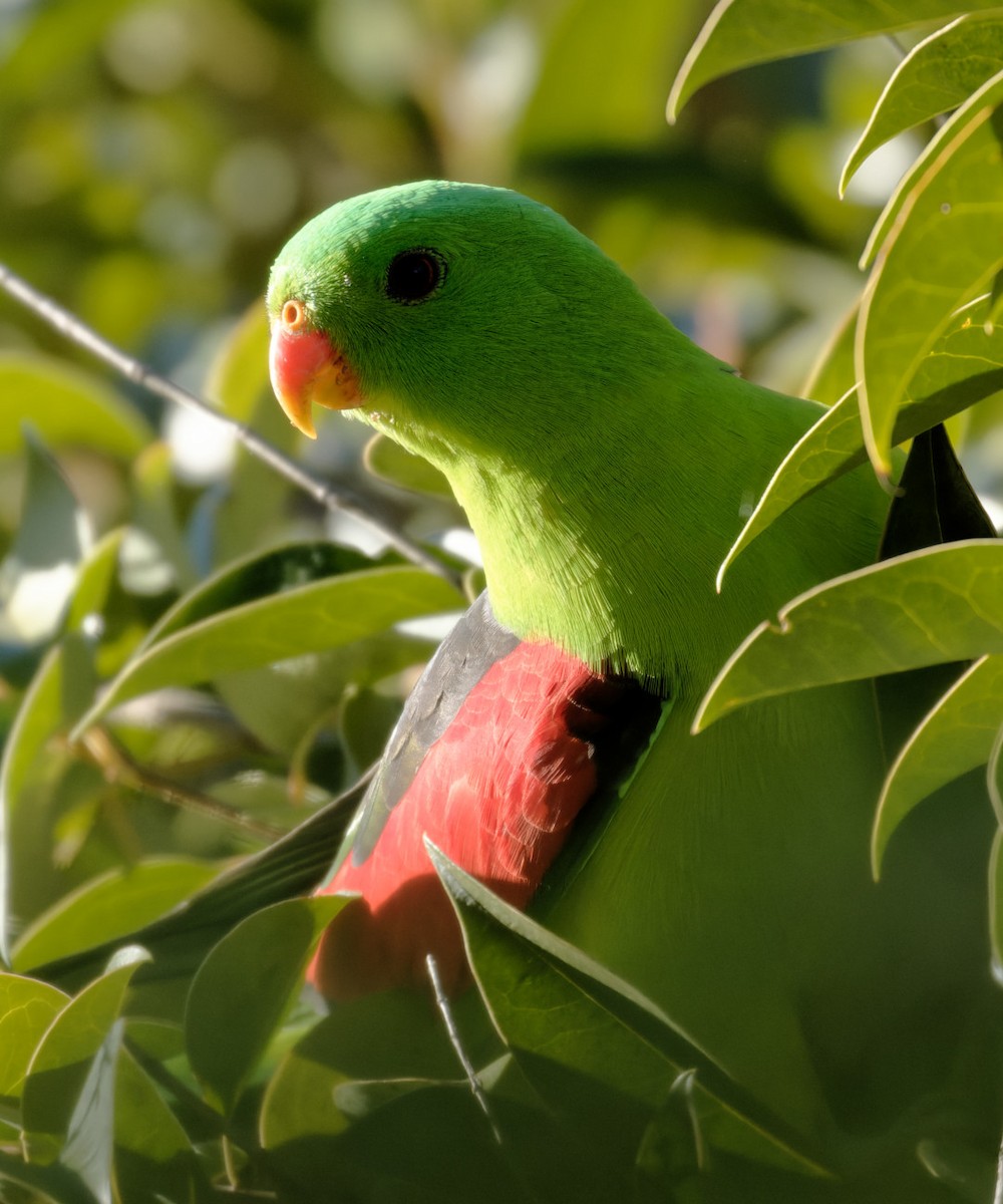 Red-winged Parrot - ML619605610